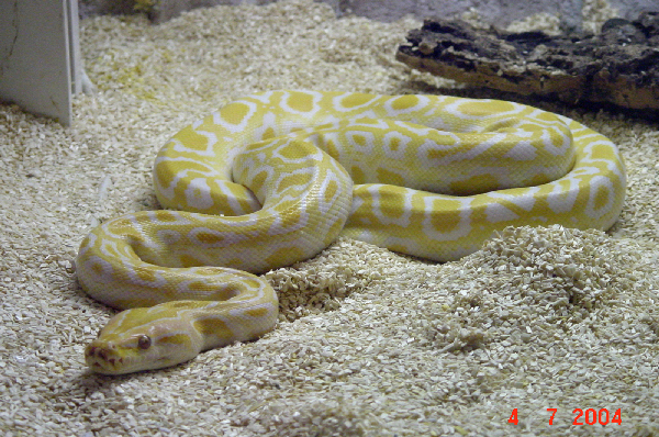  Python molurus biv. ID = 