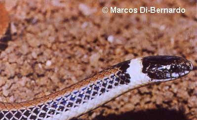  Phalotris lemniscatus ID = 
