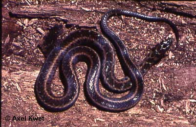  Liophis almadensis ID = 
