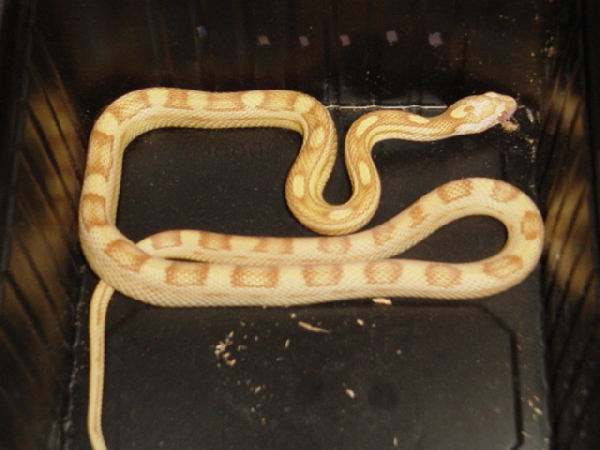  Pantherophis Guttatus Butter Motley Cubed ID = 