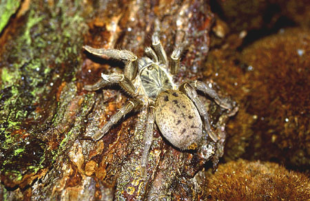  Pterinochilus murinus ID = 