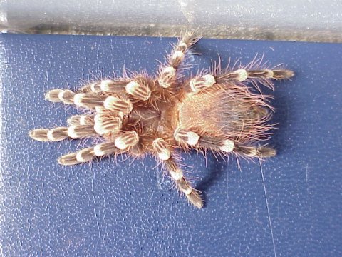  Acanthoscurria geniculata ID = 