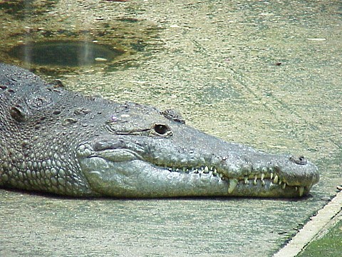  Crocodylus intermedius ID = 