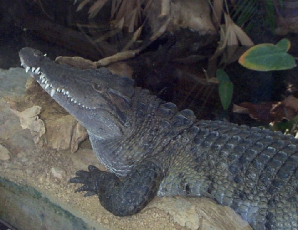  Crocodylus mindorensis ID = 