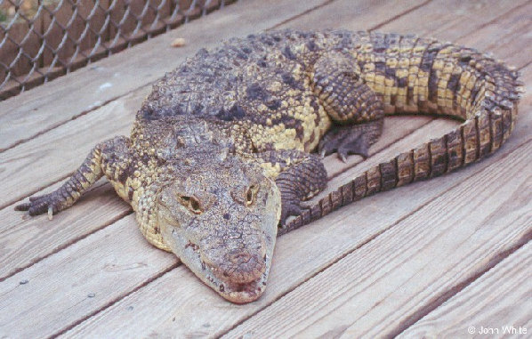  Crocodylus moreletii ID = 