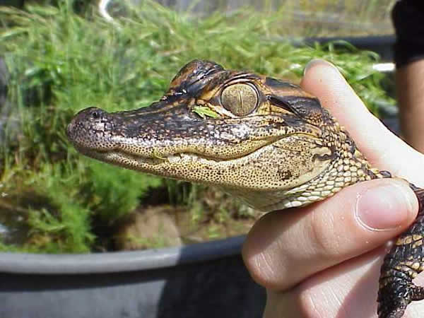  Alligator misssissippiensis ID = 