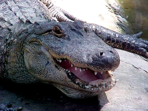  Alligator mississippiensis ID = 