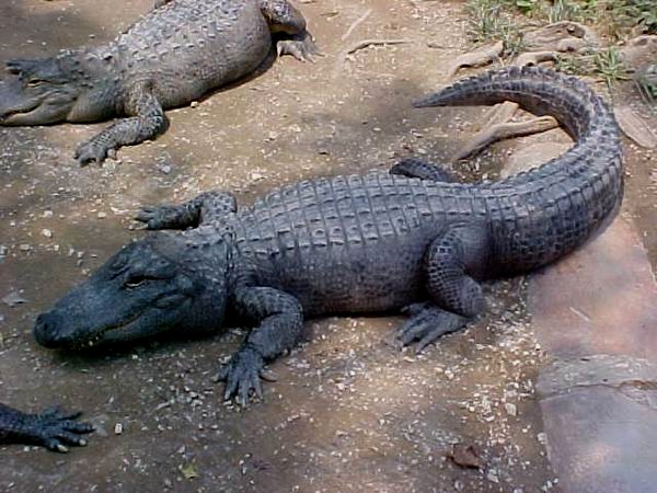  Alligator mississippiensis ID = 