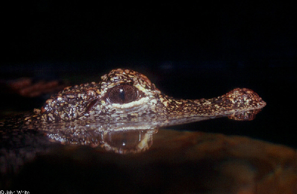  Alligator sinensis ID = 