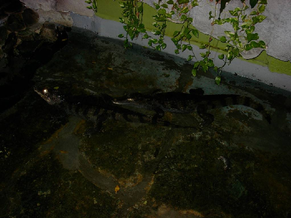  Caiman Crocodilus ID = 