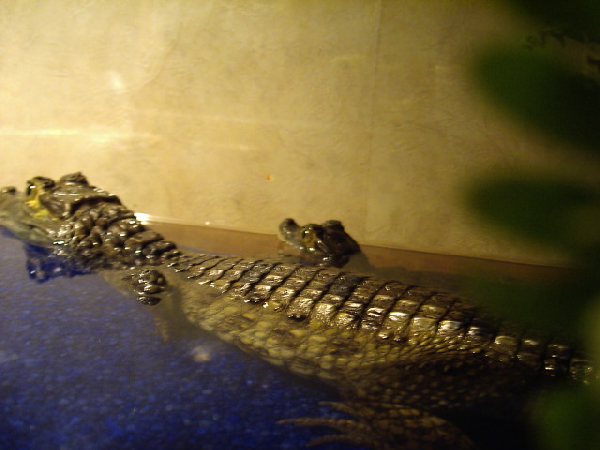  caiman crocodilus ID = 