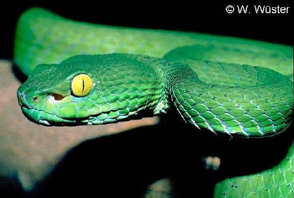  Trimeresurus macrops ID = 