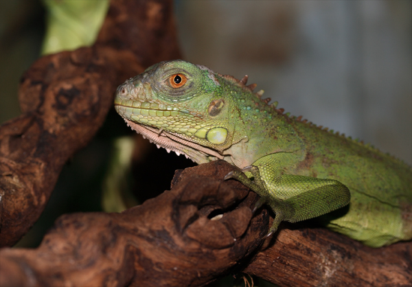  Iguana iguana - Gr ID = 