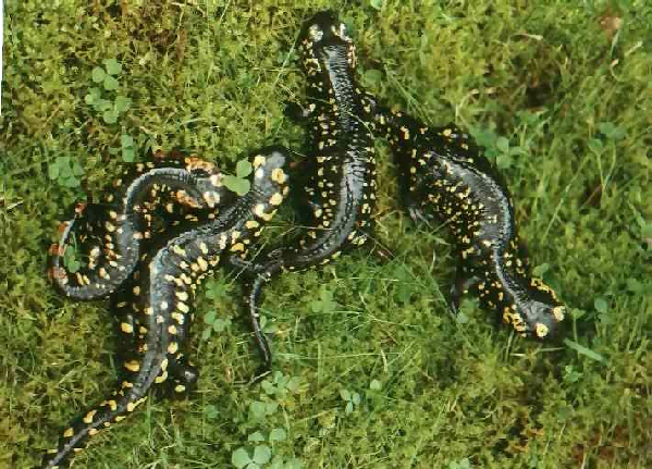  Salamandra salmandra ( gallaica ) crespoi ID = 