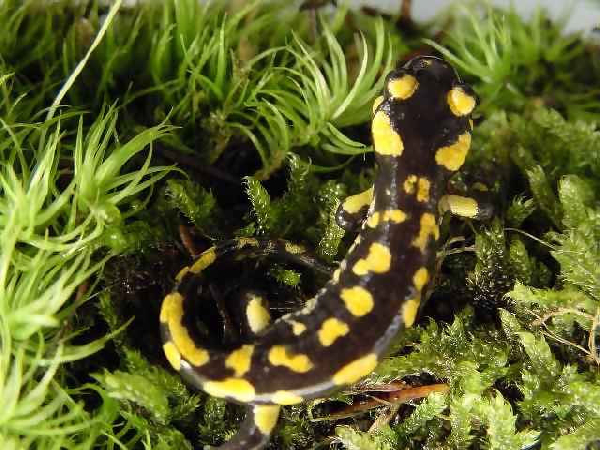  Salamandra salmandra ( gallaica ) crespoi ID = 