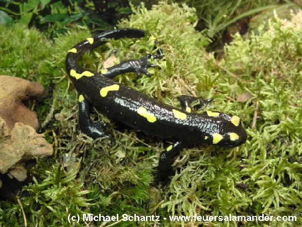  Salamandra algira ID = 