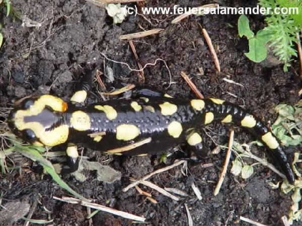  Salamandra corsica ID = 