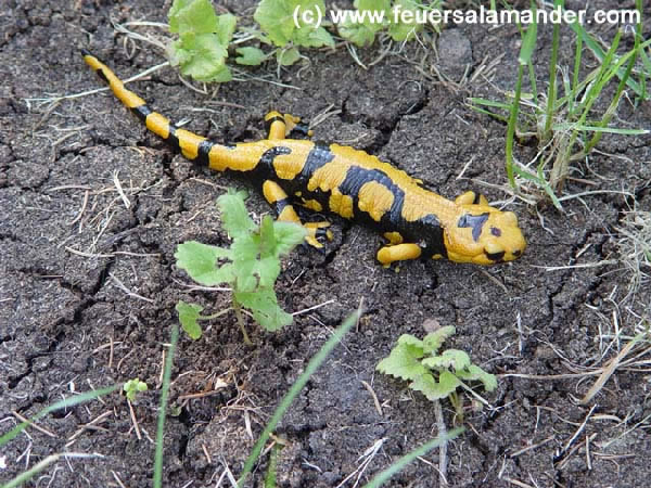  Salamandra s. gigliolii ID = 