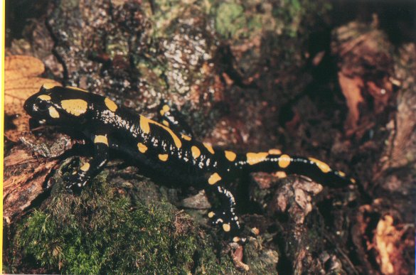  Salamandra salamandra ID = 