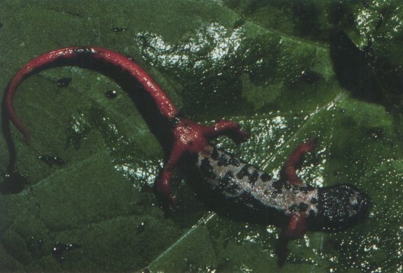  Salamandrina terdigitata ID = 