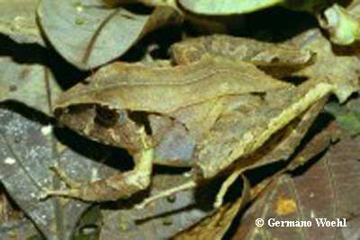  Eleutherodactylus henselii ID = 