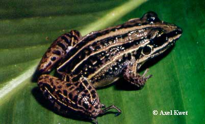  Leptodactylus gracilis ID = 