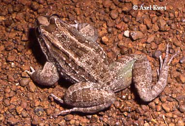  Leptodactylus chaquensis ID = 