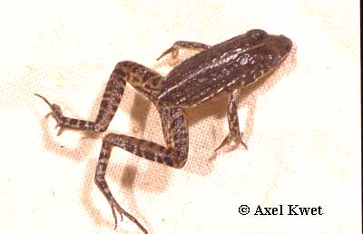  Leptodactylus furnarius ID = 
