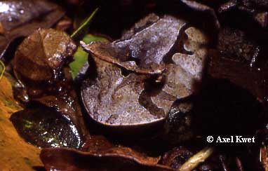  Proceratophrys boiei ID = 