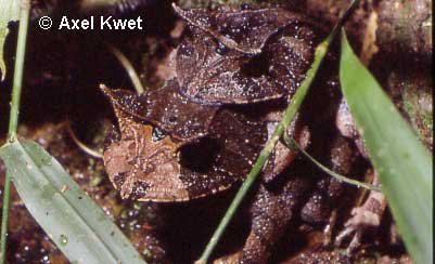  Proceratophrys boiei (WIED-NEUWIED, 1824) ID = 