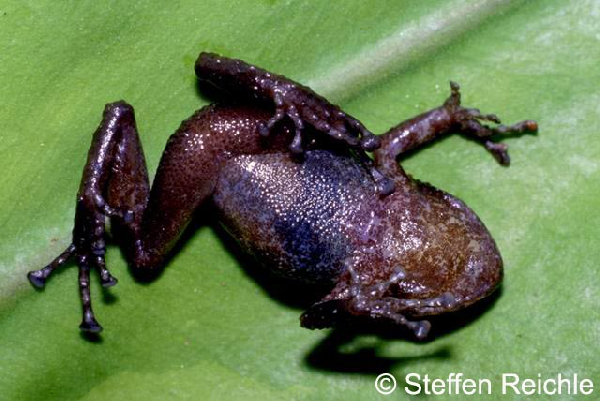  Eleutherodactylus llojsintuta ID = 