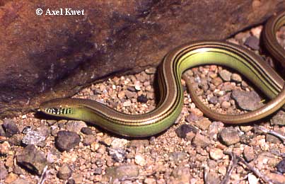 Ophiodes spec. ID = 