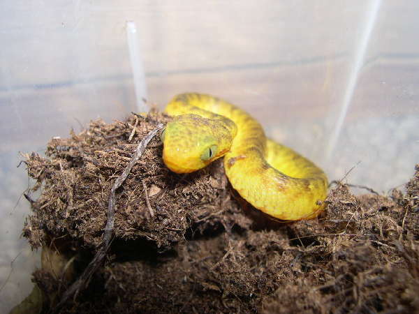 Atheris chlorechis (Baby in gelb) ID = 