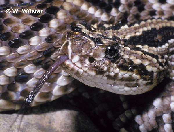  Crotalus durissus dryinas ID = 