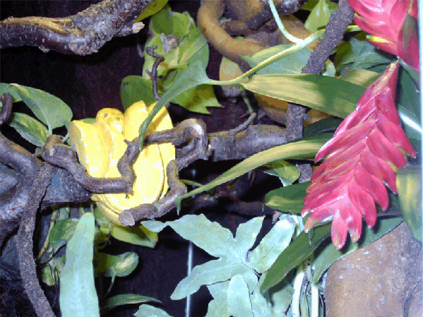 Morelia viridis ID = 
