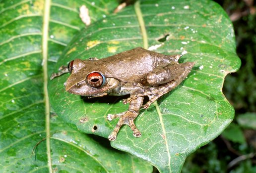  Boophis rufioculis ID = 