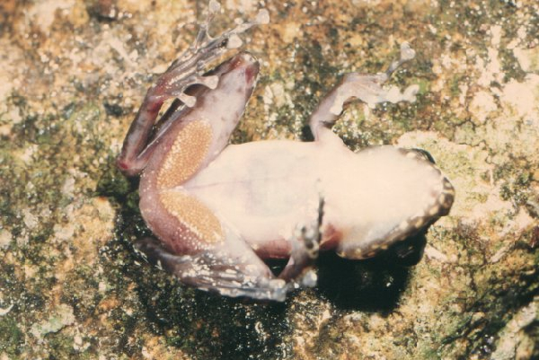  Mantidactylus brunae ID = 