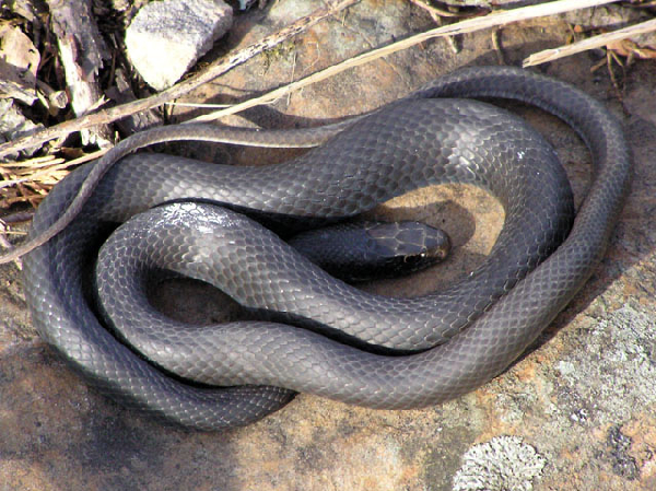  Coluber constrictor ssp. ID = 