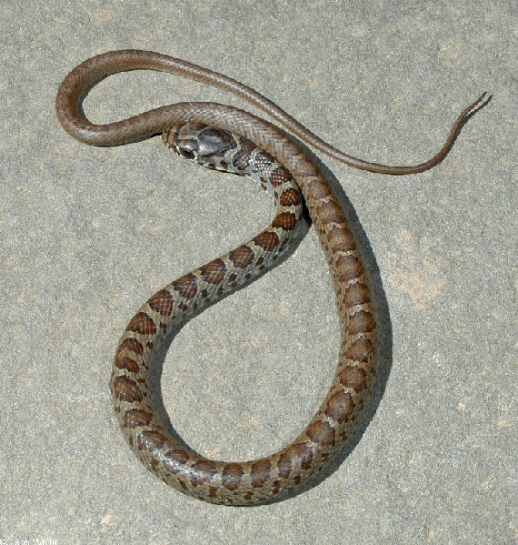  Coluber constrictor ID = 