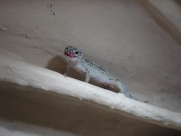  Leopardgecko ID = 