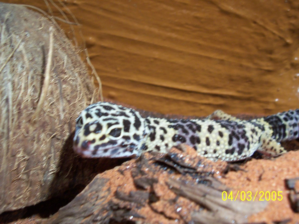  Leopardgecko 0.1 ID = 