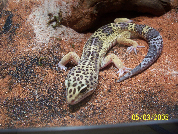  Leopardgecko 1.0 ID = 