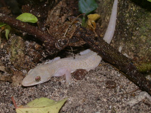  Hemidactylus mabouia ID = 