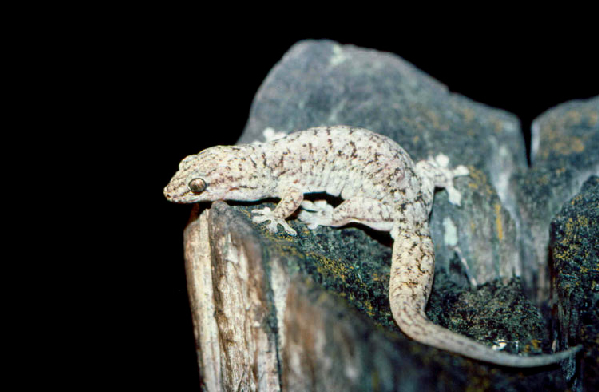  Gehyra dubia ID = 