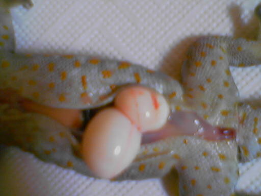  Gekko gecko ID = 