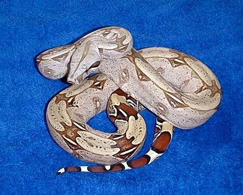  Boa Constrictor Constrictor Brasilien ID = 