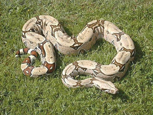  Boa Constrictor Constrictor Brasilien ID = 