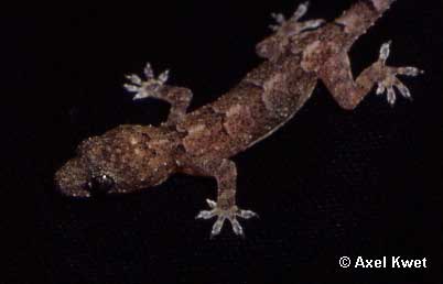  Hemidactylus mabouia ID = 