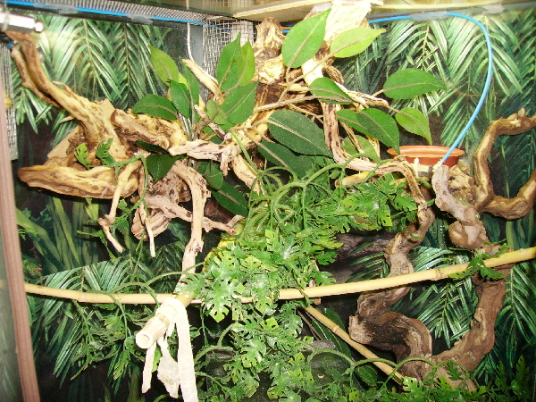  morelia viridis - aru ID = 