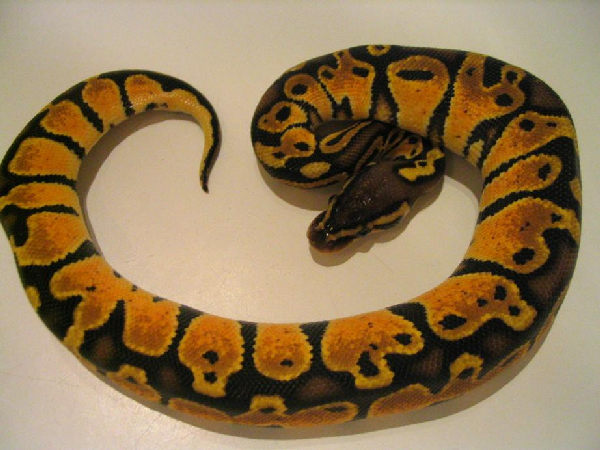  Python Regius Pastel ID = 